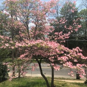 Meet your Posher, Samays